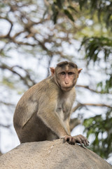 Portrait of monkey