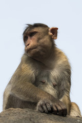 Portrait of monkey India