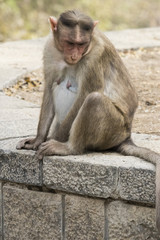 A monkey portrait 