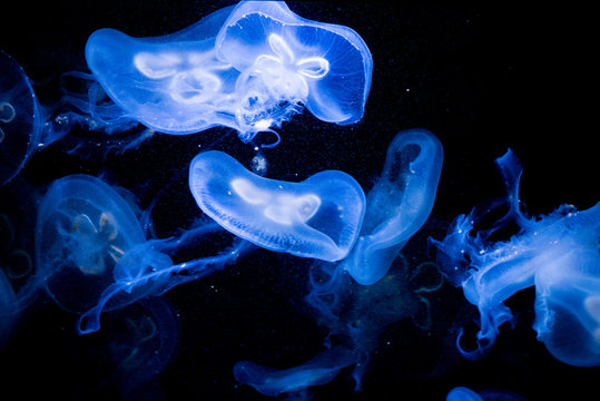 Free Bioluminescence Ocean Photos and Vectors