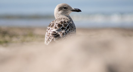 Obraz premium Möve vor Strand