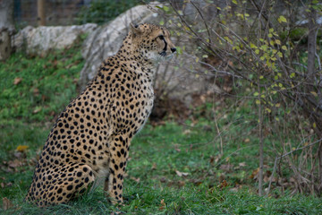 Cheetah standing on attention