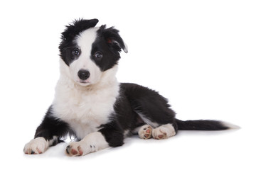 Schwarzweißer Border Collie Welpe isoliert auf weißem Hintergrund