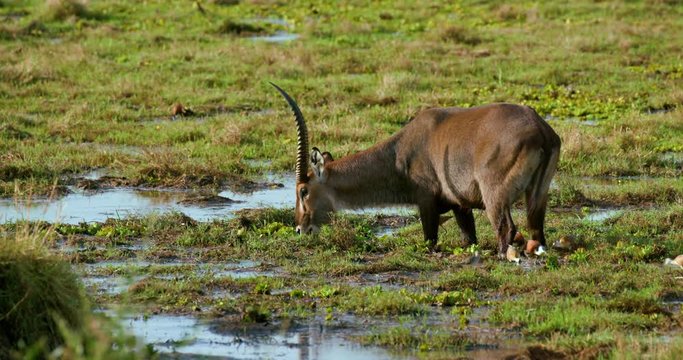 Male Waterbuck Grazing; Maasai Mara 9 Sept 16 Pm; Maasai Mara, Kenya, Africa