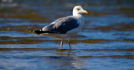 Möve auf Nahrungs suche