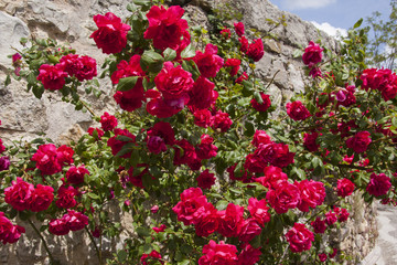Fototapeta na wymiar Red roses on the wall
