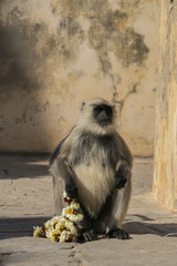 Monkey India