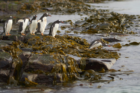 Gentoo Penguins (Pygoscelis papua) heading to sea early in the morning on a rocky kelp strewn beach on Bleaker Island in the Falkland Islands.