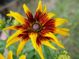 Blume Gelb Rot