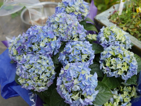 Hortensie blau