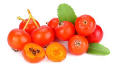 red rowan berries with green leaf isolated on white background. macro