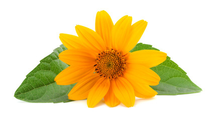 marigold flowers with green leaf isolated on white background ( calendula flower )
