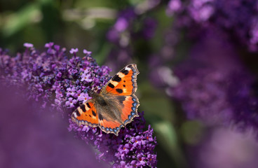 Schmetterling auf Fliederbusch