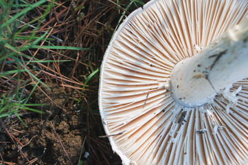 above view of edible mushroom gills