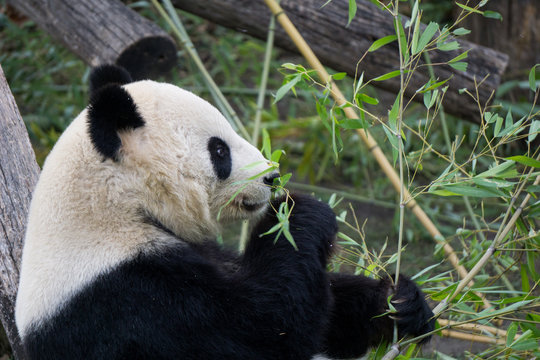 Cute panda bear preparing to eat bamboo © Emil