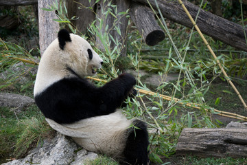 Naklejka na ściany i meble Panda bear resting on a rock and eating bamboo