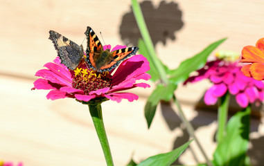 Butterfly sitting on a spring bright colorful flowers