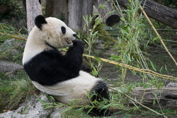 Panda feeding time at the Vienna zoo