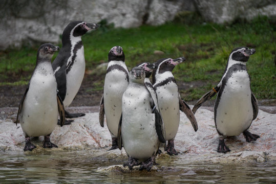 Humboldt Penguins On The Water Shore