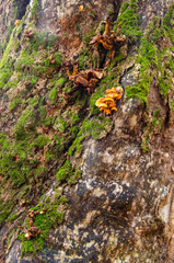 Bark of an ancient tree with some moss and fungus in Srubita Nature Reserve during autumn, Beskid Zywiecki, Poland