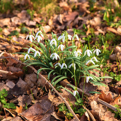 First spring flowers snowdrops. Spring floral background.