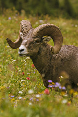 Glacier National Park Bighorn Sheep