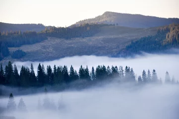 Photo sur Plexiglas Forêt dans le brouillard Foggy morning in a valley