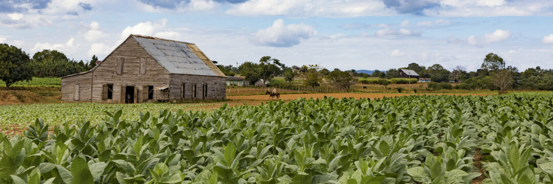 Siembra De Tabaco Panoramica