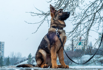 German shepherd puppy on a leash