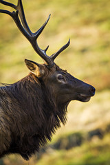 Naklejka na ściany i meble Grand Teton Elk