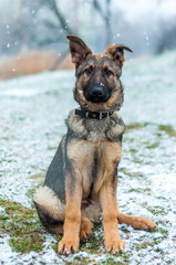 German shepherd puppy portrait
