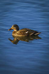 Duck on Pond