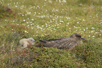 Adult Falkland Skua (Catharacta antarctica) with chick in a meadow on Bleaker Island in the Falkland Islands.
