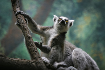 Lemur