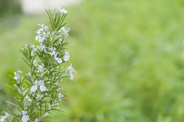 Blooming rosemary with blurred background