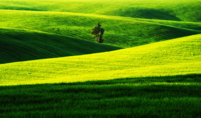 Obraz premium hilly field. spring morning. a beautiful sunrise in the field