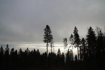 View from mountains with cloudy inversion below. Slovakia