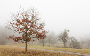 Ein nebliger Januarmorgen / A misty morning in January