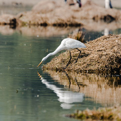 White Egret setting target