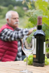 Bottle of wine and glass, man picking grapes in background