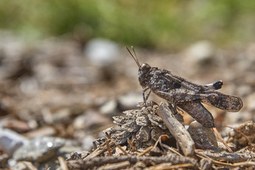 Heuschrecke am Wegrand