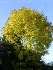 Yellow Ash