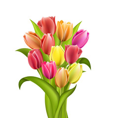 Set of five different color tulips isolated