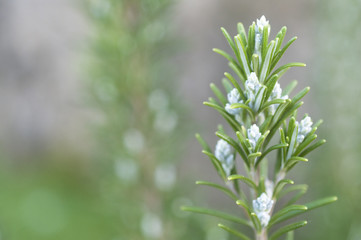 Blooming rosemary with blurred background