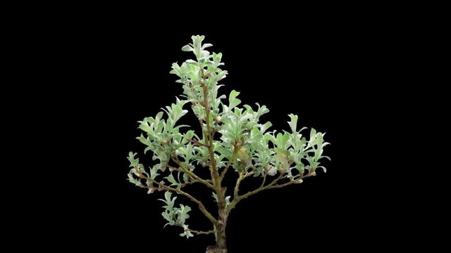 Time-lapse of growing bonsai helvetica tree 1x1 in PNG+ format with ALPHA transparency channel isolated on black background.
