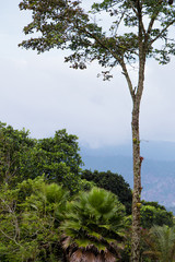 Venezuelan tropical flowers