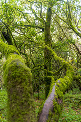 Fototapeta premium La Gomera 
