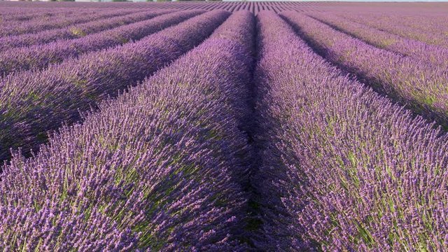 Flowering lavender field. Tilt shot. 4K, UHD