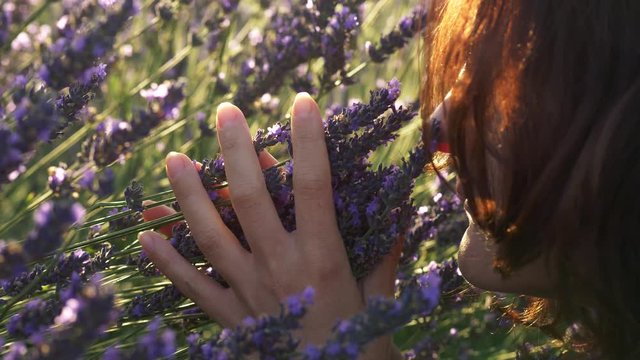 A woman is sniffing lavender flowers on the field. 4K, UHD