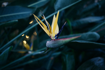 bird of paradise